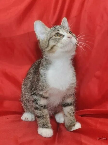 Котик 4 месяца фото Санкт-Петербург. Весёлый и умный котёнок 4 месяцев от роду. Макияж глаз