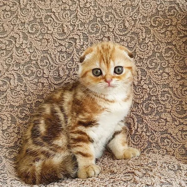Котик баскова николая фото Знакомьтесь, Бобик": домашние питомцы российских селебрити Lisa.ru