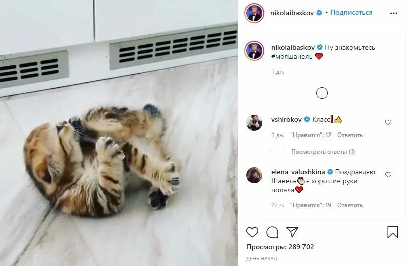 Котик баскова николая фото Видео: Николай Басков показал свою новую "лапочку"