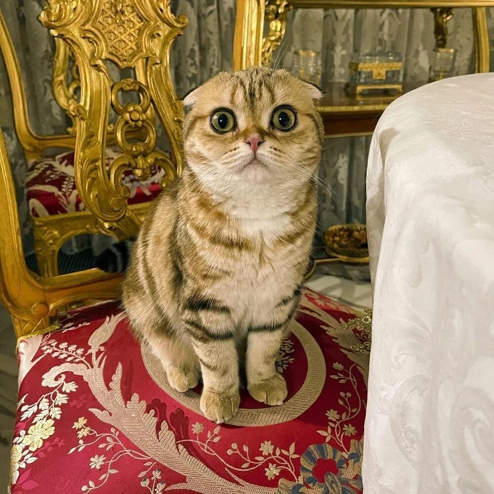 Котик баскова николая фото Российские звезды и их питомцы в День уважения кошек: Темникова, Басков, Газмано