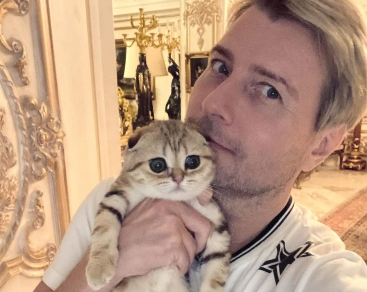 Котик баскова николая фото Николай Басков раздает породистых котят от Шанель АФИША Дзен