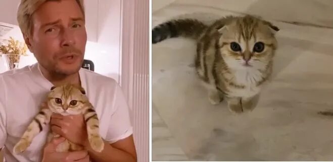 Котик баскова николая фото Сколько стоит котёнок такой породы, как питомец у Баскова?