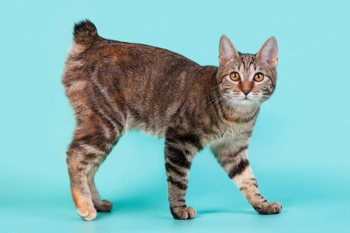 Котик бобтейл фото Курильский бобтейл короткошёрстный - For-pet