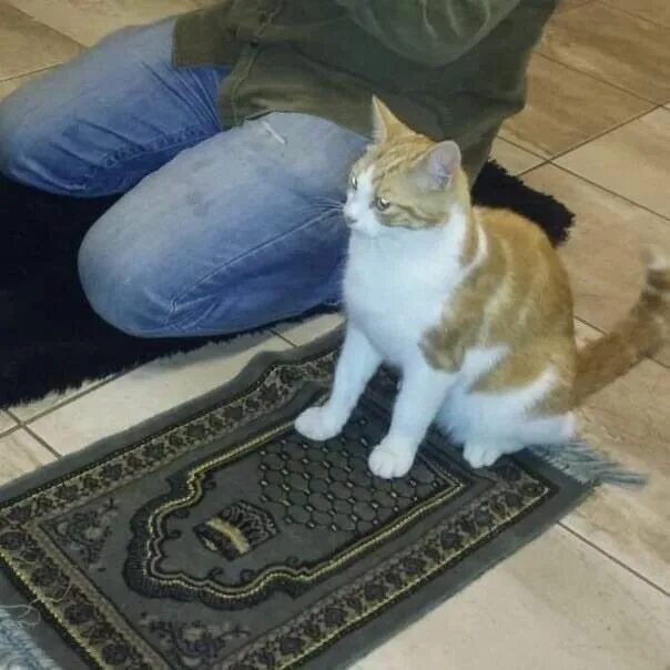Котик читает коран фото Padishah Emperor of The Known Universe on Twitter Cats, Cute baby cats, Cat meme