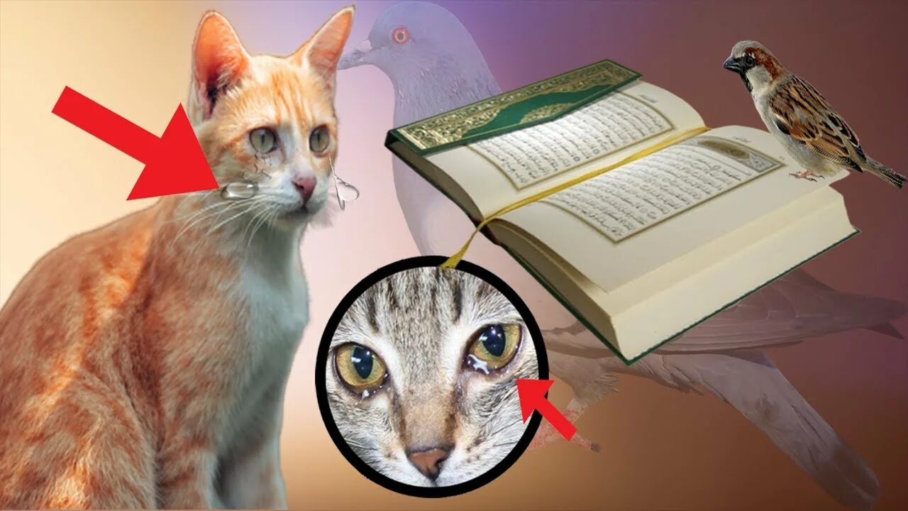 Котик читает коран фото Khana Kaaba Makkah Madina Saudi Arab Cat Billi Quran Ki Tilawat Sun Kar Ro Pari 