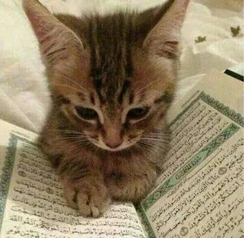 Котик читает коран фото Shaylin adlı kullanıcının Animals panosundaki Pin Islam, Kedi, Hayvan