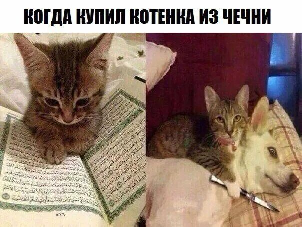 Котик читает коран фото Приколы 2024 - прикольные фото, видео, посты смотреть на fishki.net - стр.1658