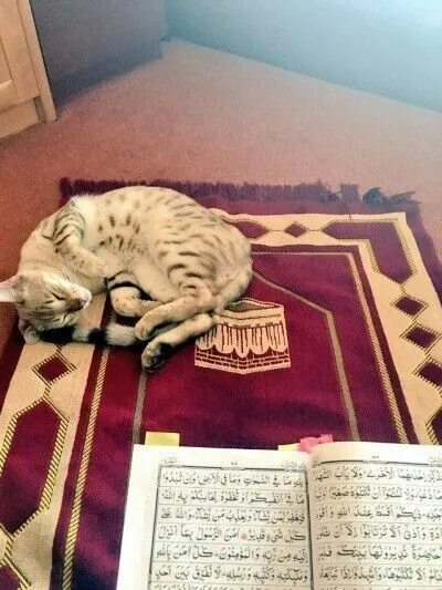 Котик читает коран фото Pin by fii_amanillah on religion islam Cute cats, Cute cat, Cute animals