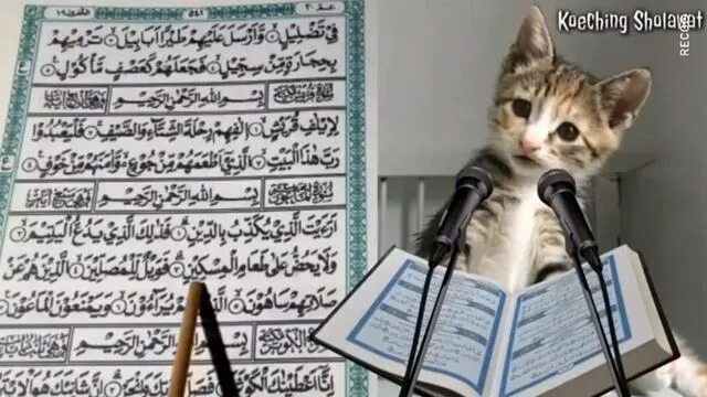 Котик читает коран фото Коран. Сура "Аль-Маун" № 107. - смотреть видео онлайн от "Angelic Adventures" в 