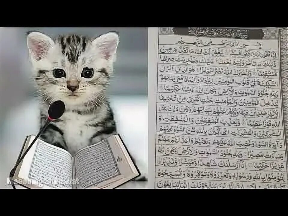 Котик читает коран фото Kucing bisa baca AL- QUR'AN - YouTube