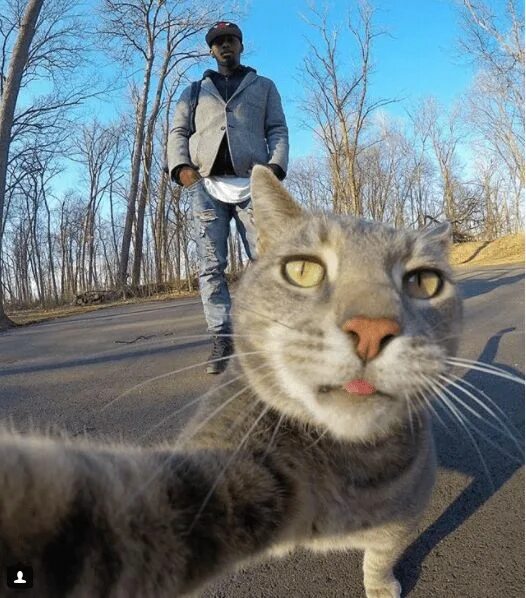 Котик делает фото Manny, The 'Selfie Cat' Takes Impressive Photos of Himself With a GoPro Camera C