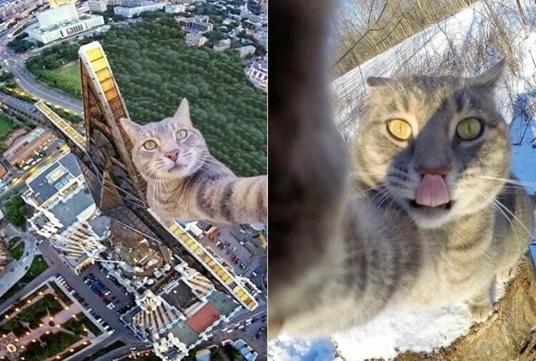Котик делает фото Ответы Mail.ru: Кот граффити на "звёздном"-реал (?)здании-где-что известно?