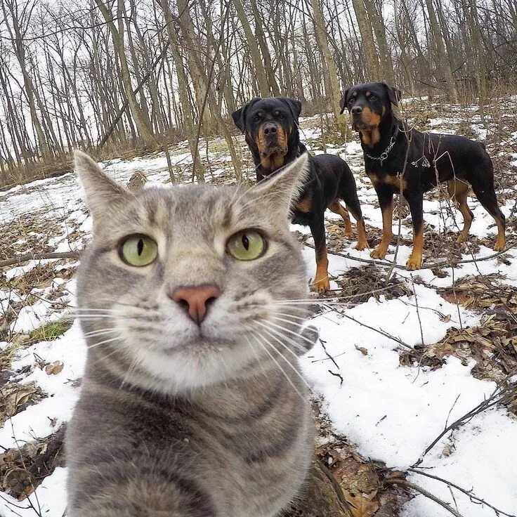 Котик делает фото Aquí, con mis guardaespaldas - Manny el gato selfie Süße katzen, Hundebilder, Sü