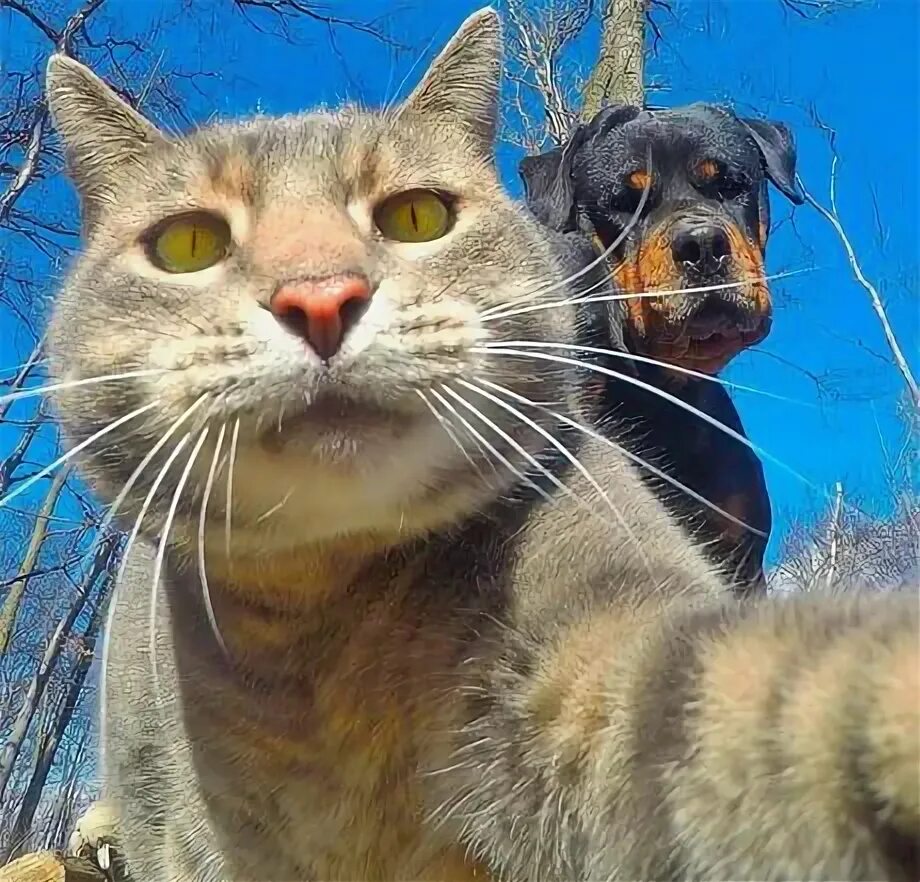 Котик делает фото Baddest cat in the street. - Animals Cat selfie, Cats and kittens, Kittens cutes