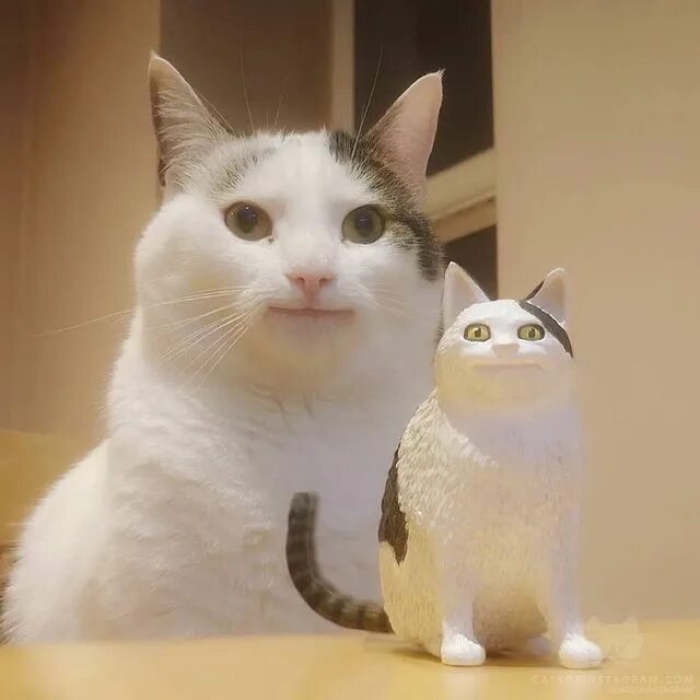 Котик делает фото cats_of_instagram From @polite_cat_olli_official: "Polite Cat Figure, We Finally