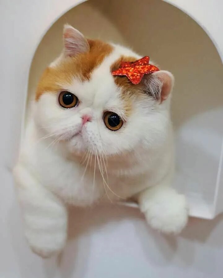 Котик экзотик фото Pin de Teresa Harmon en Cats Animales bonitos, Gatos, Gato exotico