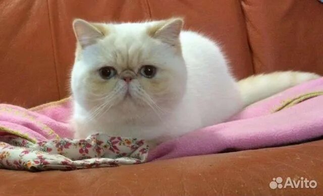 Котик экзотик фото Экзотическая кошка вязка купить в Симферополе Животные и зоотовары Авито