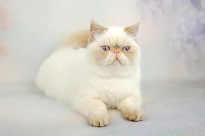 Котик экзотик фото Exotic Shorthair Cat Breed Information - Vetstreet Vetstreet