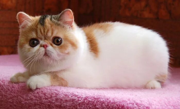 Котик экзотик фото Экзот - экзотическая кошка: описание породы, достоинства и недостатки, внешность