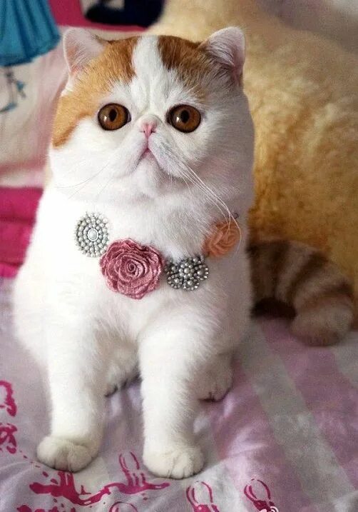 Котик экзотик фото Кот Снупи - звезда интернета. Фото Кот снупи, Экзотическая короткошерстная и Экз