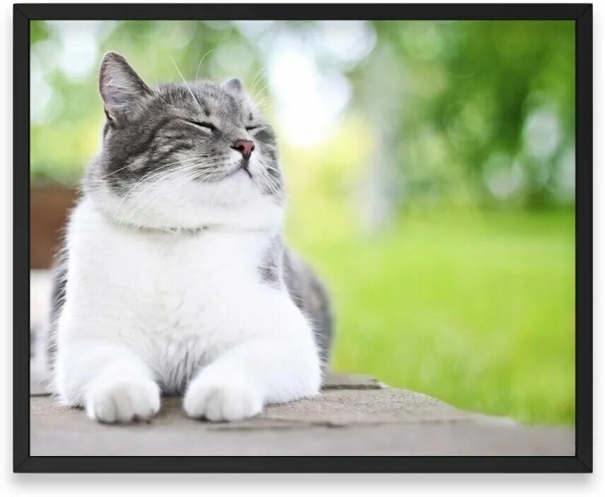 Котик фото есть Постер интерьерный, Сон Усы Кот Лапки Кошка - купить в интернет-магазине по низк