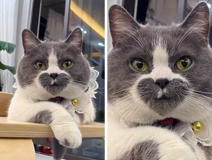 Котик фото есть 20+ Cats That Made Us Wonder If Nature Used Photoshop to Create Them Mèo dễ thươ