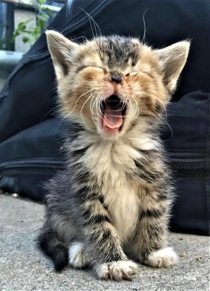Котик фото картинки смешной DER TRAUM VON LEBENSABEND - lebensabendvision.de - ACHTUNG! Wer kennt einen nett