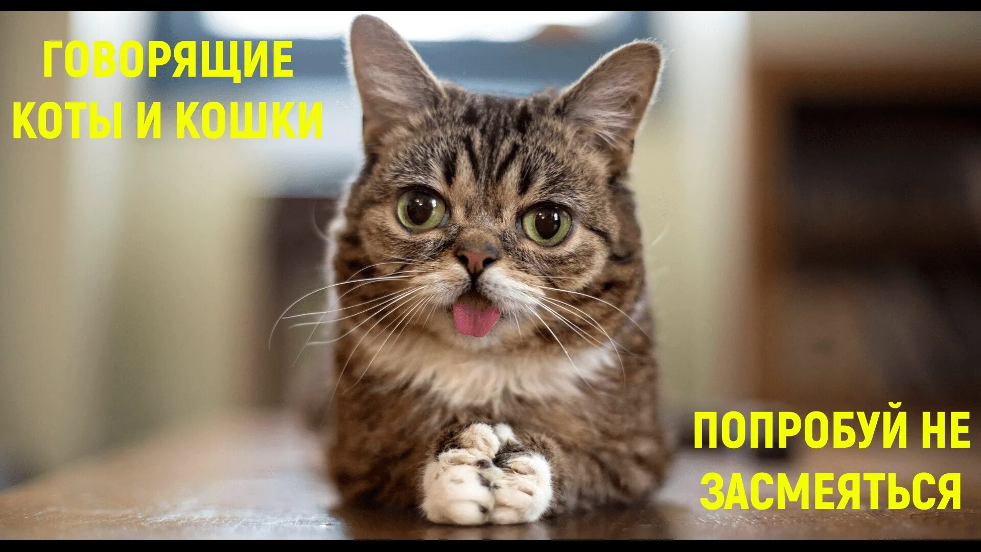 Котик фото картинки смешной Кому нравятся говорящие животные? Попробуй не засмеяться - Лучшее из смешных гов
