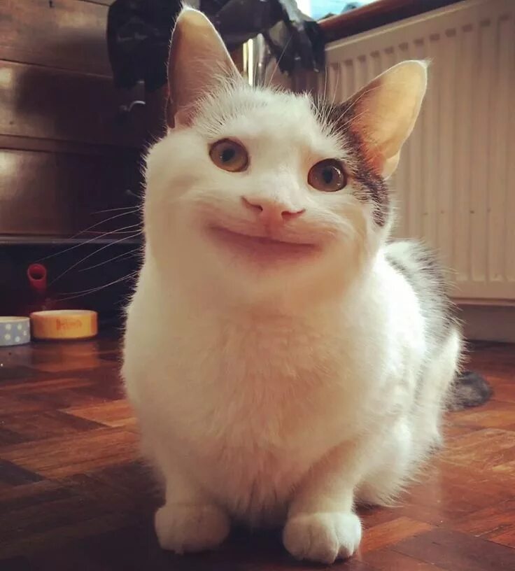 Котик фото картинки смешной Pin on Pets Funny cat faces, Cat memes, Crazy cats