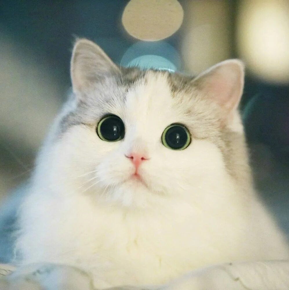 Котик фото на аву в лайк Персональная запись, только для себя: Персональные записи в журнале Ярмарки Маст