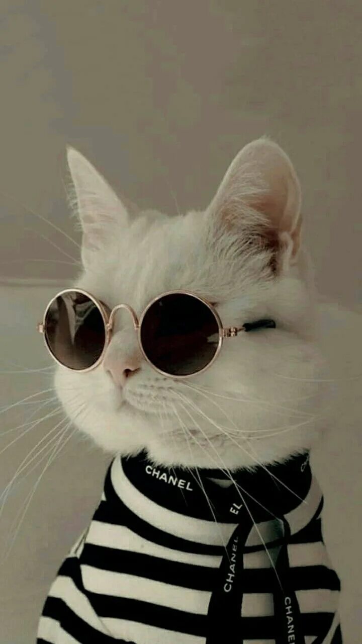 Котик фото на аву в лайк Пин от пользователя Саша на доске Коотик Кошачьи фотографии, Пушистые котята и М