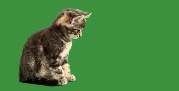 Котик фото на зеленом фоне Premium Photo Small tabby kitten look side on green background on copy space. Gr