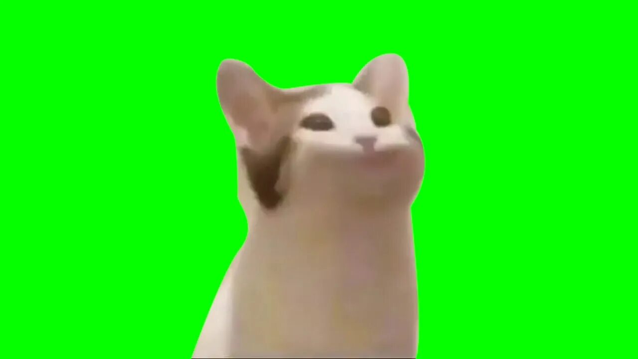 Котик фото на зеленом фоне Cat Bop Greenscreen - YouTube