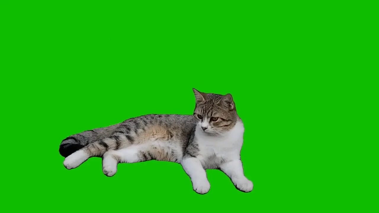 Котик фото на зеленом фоне animated cat green screen - YouTube