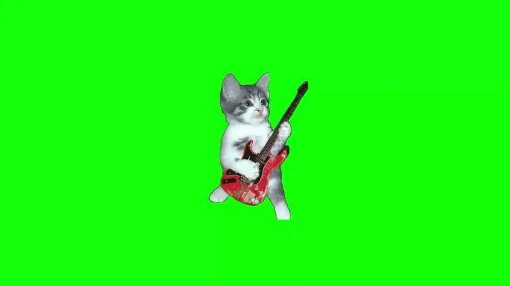 Котик фото на зеленом фоне green screen cat playing guitar Jester music of the night - A dark song Darkess 