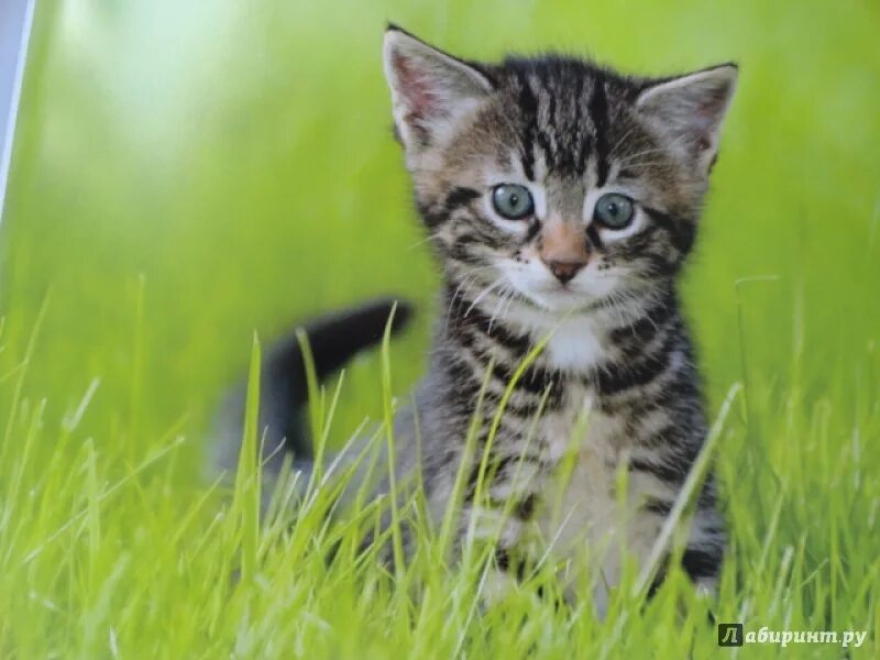 Котик фото на зеленом фоне Иллюстрация 93 из 145 для Моя большая книга о кошках и котятах Лабиринт - книги.