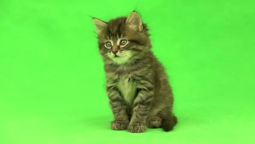 Котик фото на зеленом фоне Котенок: стоковое видео - видеоклипы 4K и HD Shutterstock