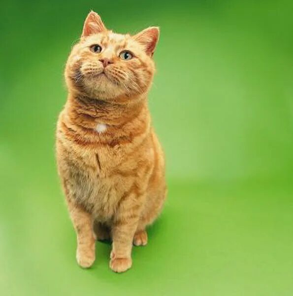 Котик фото на зеленом фоне Fertility in Male Cats Orange tabby cats, Calming cat, Cats