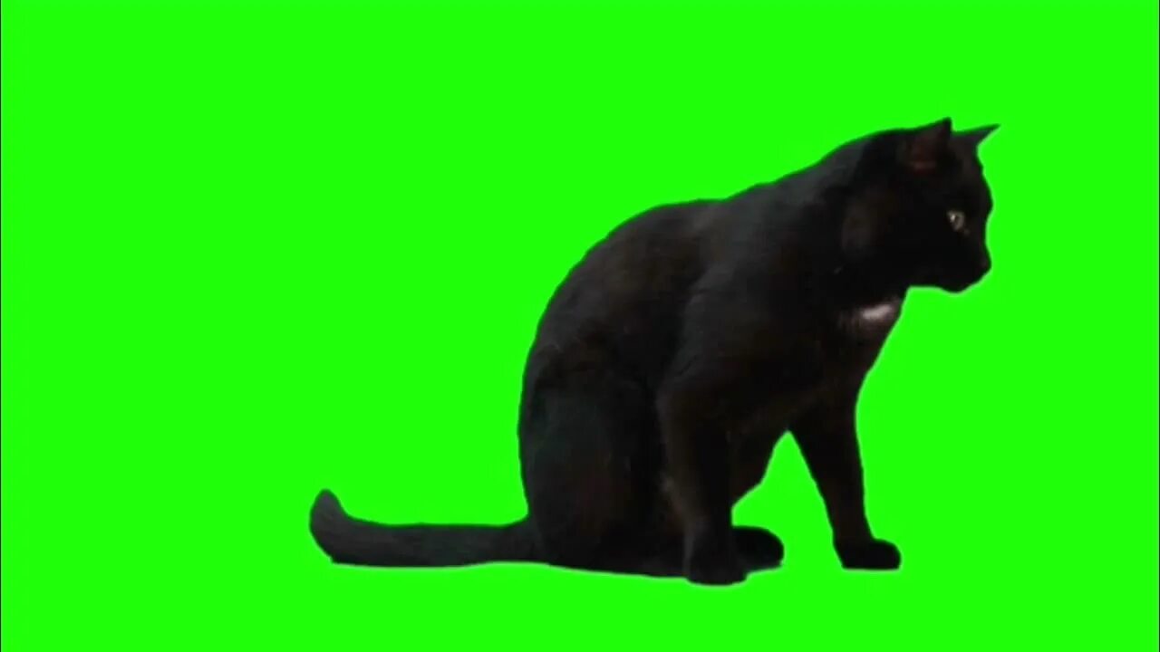 Котик фото на зеленом фоне Футаж чёрный кот на зелёном фоне - хромакей - YouTube