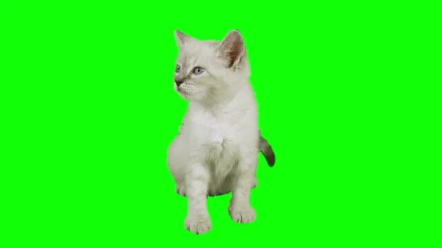 Котик фото на зеленом фоне Green Screen Cat Изображения: просматривайте стоковые фотографии, векторные изоб