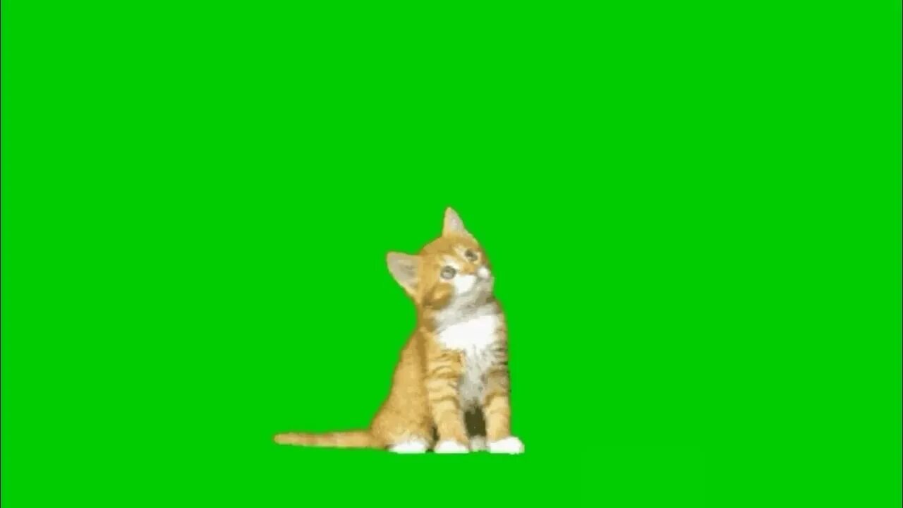 Котик фото на зеленом фоне बिल्ली CAT Green screen video // movie shooting - YouTube