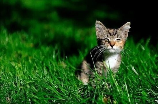 Котик фото на зеленом фоне Недопустимые вещи при содержании кошки дома Чтобы у кошки было хорошее... Интере