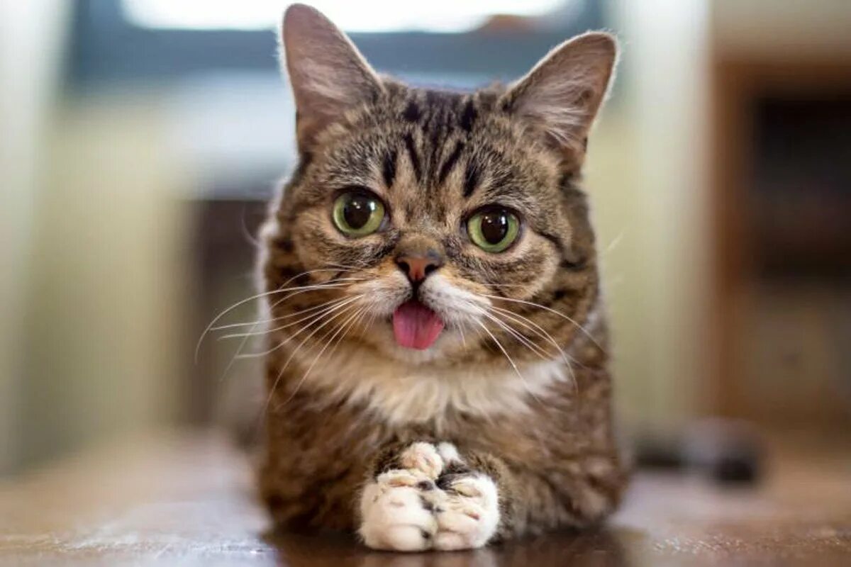 Котик фото зачем Котики покоряют мир в День интернета