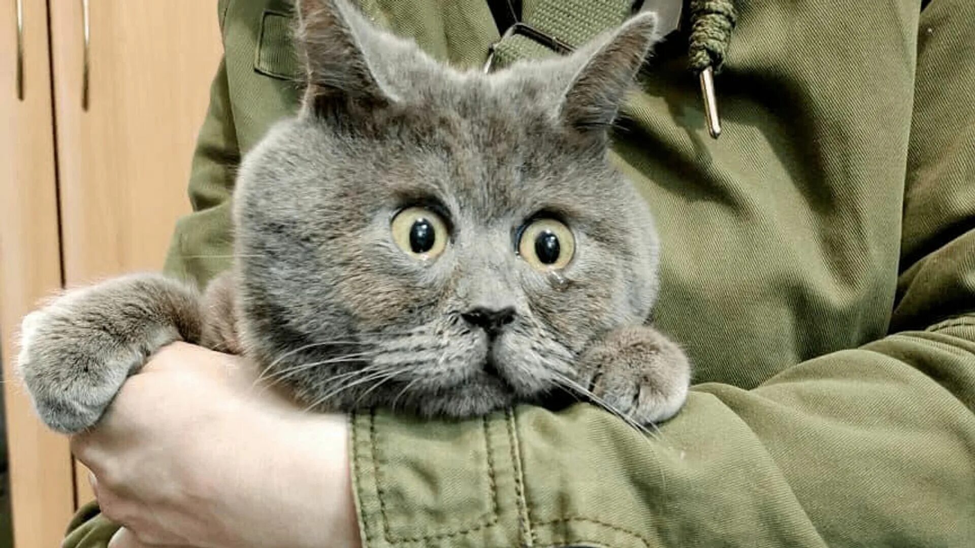 Котик фото зачем Сотрудники аэропорта Кольцово приютили кота, которого бросила хозяйка - РИА Ново