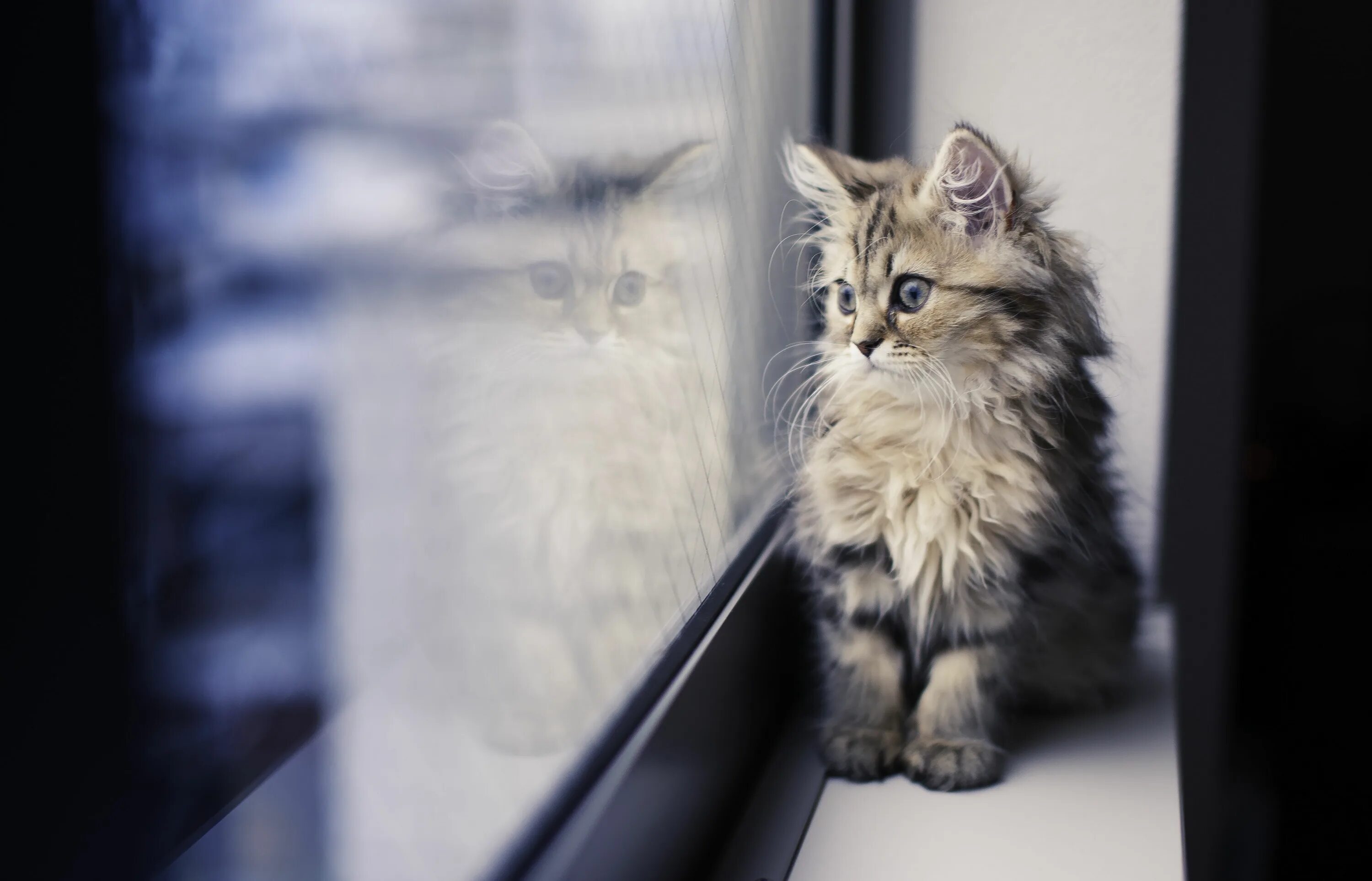 Котик грустит фото How to Tell If a Kitten Will Have Long Hair Kittens, Cats, Cat facts