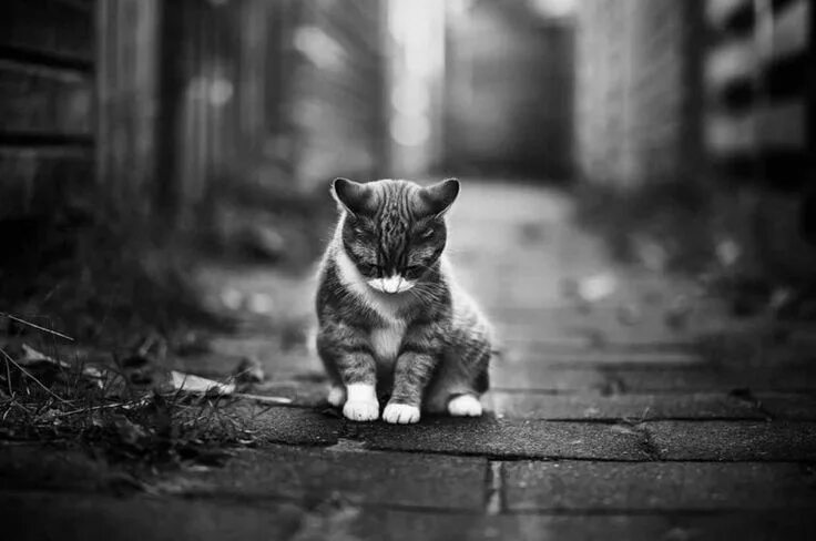 Котик грустит фото The Internets Favourite Animal Captured in Beautiful Portrait Photographs by Fel