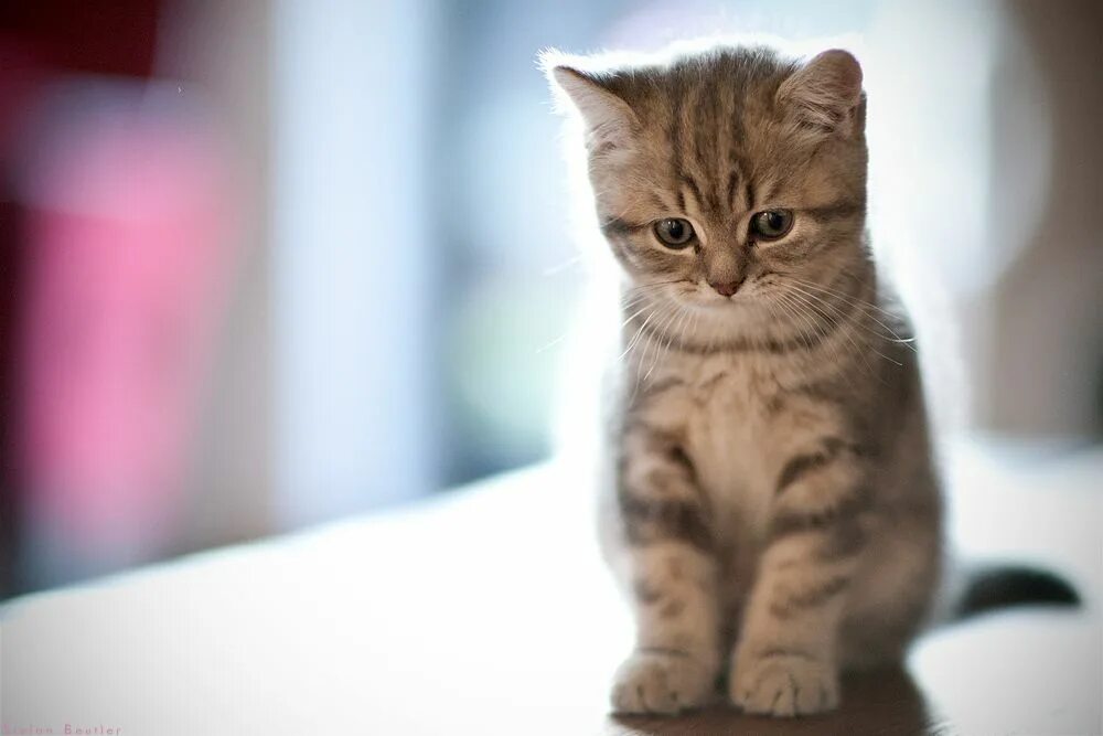 Котик грустит фото a new dey Funny cat pictures, Funny cats, Kittens cutest
