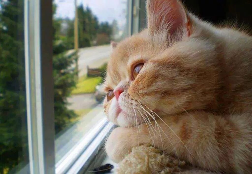 Котик грустит фото Как коты встречают своих хозяев - PEOPLETALK