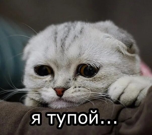 Котик грустит фото Я: маленькая неудача не заставит меня сомневаться в себе Тоже я, после маленькой