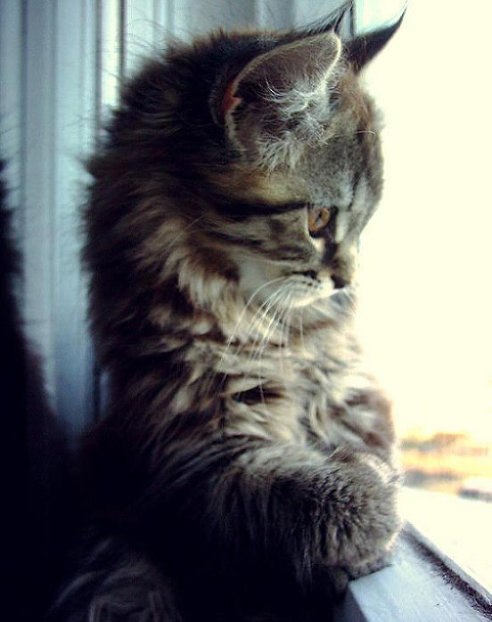Котик грустит фото Takip eden kişiler MoniqueNadine Last.fm